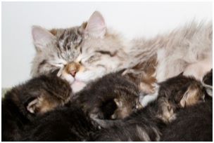 
Siberian Kitten Litter with their Siberian Cat Parents